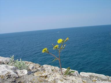 Pretty wild flower stands alone on the city walls