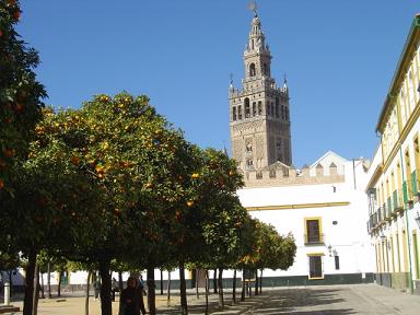 Orange tree grove in Seville